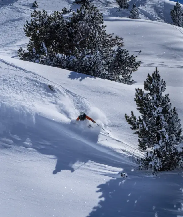 Skier turning through deep powder between pine trees